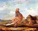 James Ward A Fancy Pigeon painting